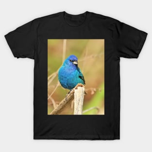 Indigo Bunting 2022 T-Shirt